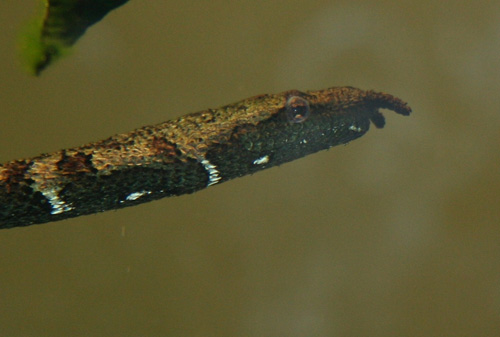 Ngắm loài rắn mọc râu độc nhất vô nhị ở VN - 6