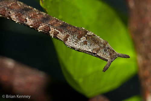 Ngắm loài rắn mọc râu độc nhất vô nhị ở VN - 9