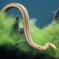 Tin tức trong ngày - Ngắm loài rắn mọc râu độc nhất vô nhị ở VN