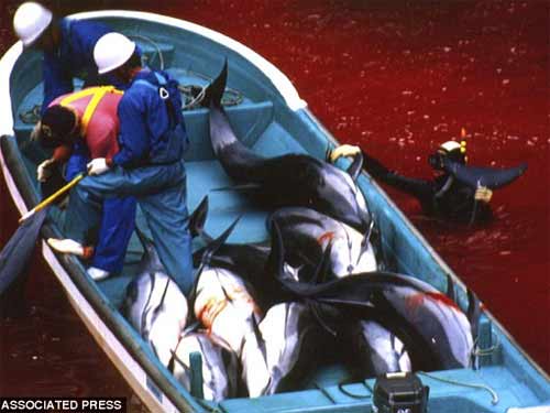 Thảm sát đẫm máu cá heo ở Nhật - 1