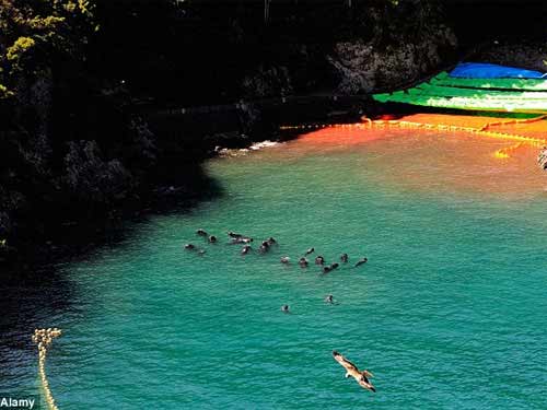 Thảm sát đẫm máu cá heo ở Nhật - 3