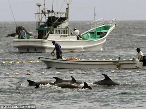 Thảm sát đẫm máu cá heo ở Nhật - 4