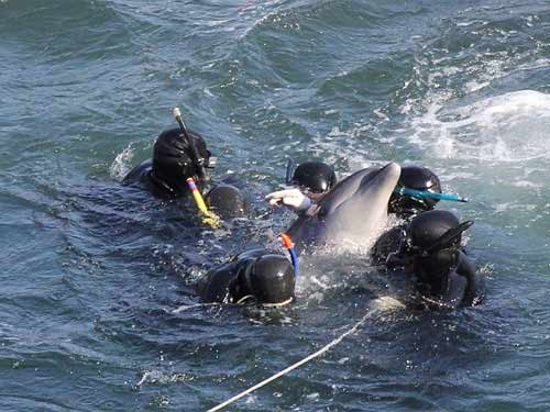 Thảm sát đẫm máu cá heo ở Nhật - 6