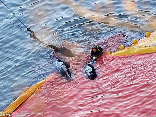 Thảm sát đẫm máu cá heo ở Nhật - 7