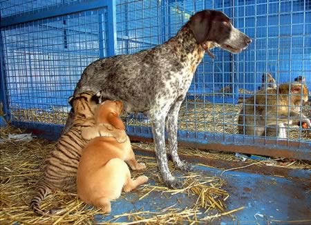 Những “bà mẹ nuôi” xưa nay hiếm - 8