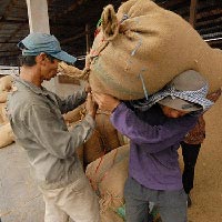 Thị trường - Tiêu dùng - Xuất khẩu gạo 2013: Hạn chế hủy hợp đồng từ TQ