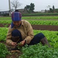 Thị trường - Tiêu dùng - Rét đậm: Thực phẩm tăng đủ kiểu