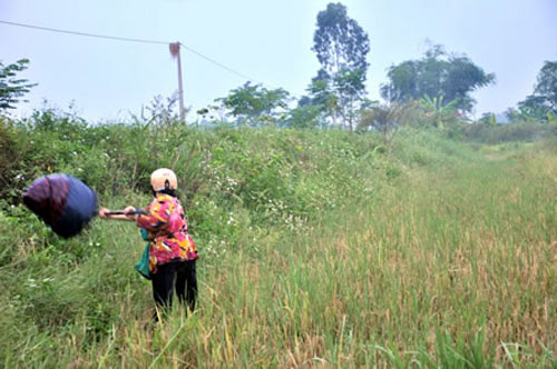 Châu chấu nuôi... người - 2
