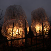 Tin tức trong ngày - Xem người Nhật Tân "sưởi ấm" cho đào tết