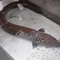 Tin tức trong ngày - Nghệ An: Bắt được lươn "khủng" nặng gần 10kg