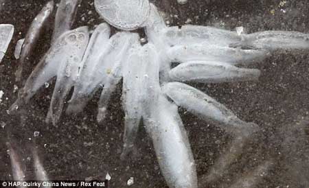 TQ: Dân phố hồ hởi nhặt cá trên sông băng - 4