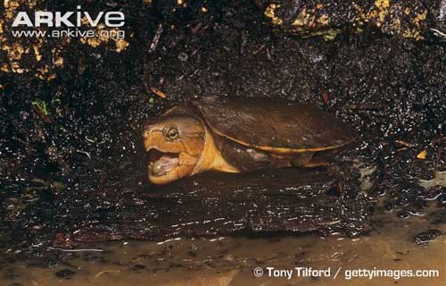 Cận cảnh loài rùa dị khát máu ở Việt Nam - 10