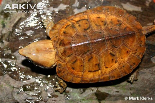 Cận cảnh loài rùa dị khát máu ở Việt Nam - 2