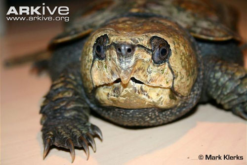 Cận cảnh loài rùa dị khát máu ở Việt Nam - 3