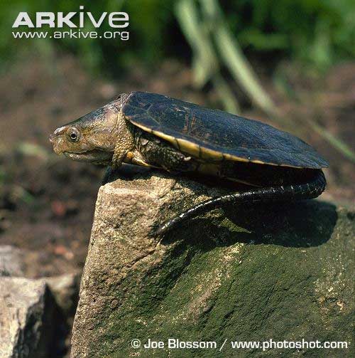 Cận cảnh loài rùa dị khát máu ở Việt Nam - 4