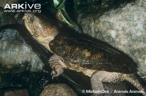 Cận cảnh loài rùa dị khát máu ở Việt Nam - 5