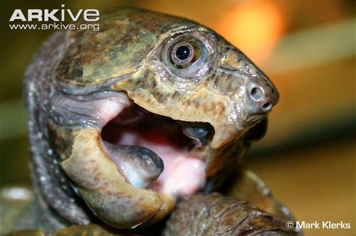 Cận cảnh loài rùa dị khát máu ở Việt Nam - 6