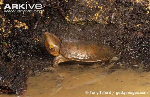 Cận cảnh loài rùa dị khát máu ở Việt Nam - 8