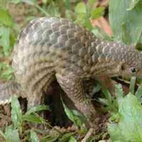 Sức khỏe đời sống - Vảy tê tê có bổ thận tráng dương?