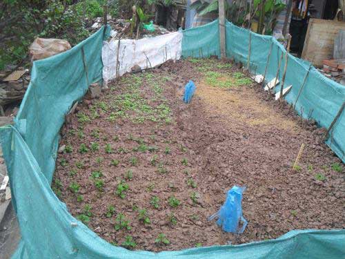 Bảo tồn húng Láng: “Cứu” nổi không? - 4