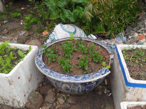 Bảo tồn húng Láng: “Cứu” nổi không? - 5