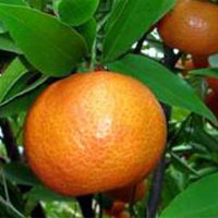 Sức khỏe đời sống - Quýt có công dụng như... Viagra