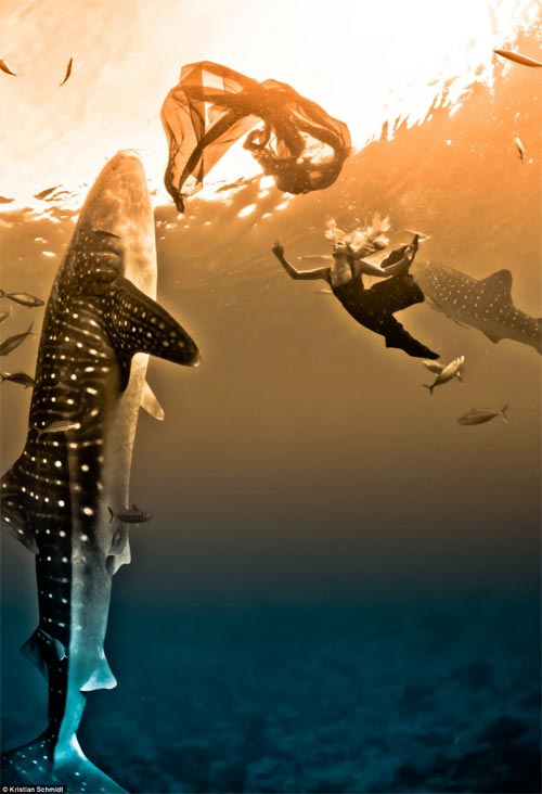 Xuống nước chụp hình cùng cá mập - 1