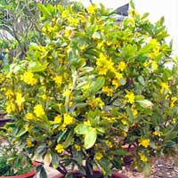 Tin tức trong ngày - TP.HCM: Làng mai điêu đứng vì mưa trái mùa