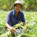 Thị trường - Tiêu dùng - Buôn đặc sản tết, lãi 3 triệu/quả bưởi