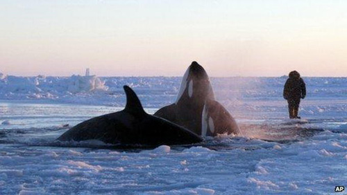 Canada: Giải cứu cá voi mắc kẹt trong băng - 1