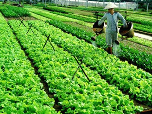 Lạ: Mua rau theo kiểu tem phiếu - 2