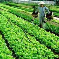 Thị trường - Tiêu dùng - Lạ: Mua rau theo kiểu tem phiếu