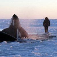 Tin tức trong ngày - Canada: Giải cứu cá voi mắc kẹt trong băng