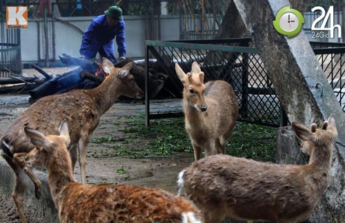 Xem chúa sơn lâm chống chọi giá rét Hà Nội - 2