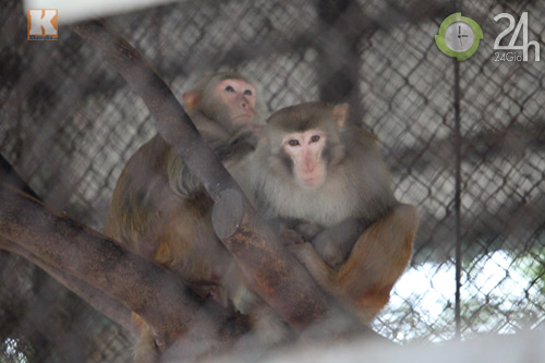 Xem chúa sơn lâm chống chọi giá rét Hà Nội - 6