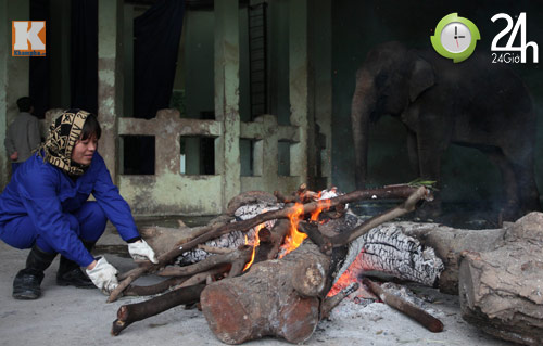 Xem chúa sơn lâm chống chọi giá rét Hà Nội - 3