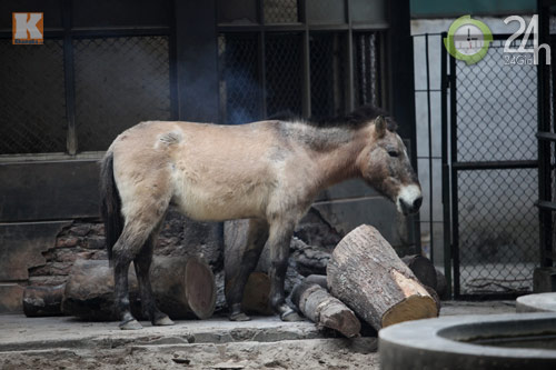 Xem chúa sơn lâm chống chọi giá rét Hà Nội - 4