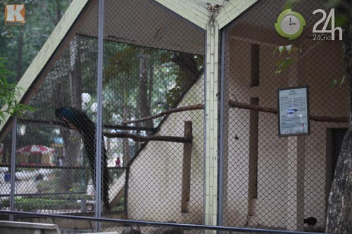 Xem chúa sơn lâm chống chọi giá rét Hà Nội - 7