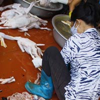 Thị trường - Tiêu dùng - Vẽ đường cho thực phẩm “bẩn”?