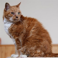 Phi thường - kỳ quặc - Chú mèo "già" nhất thế giới