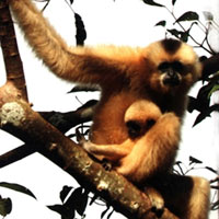 Tin tức trong ngày - Vào rừng mai phục "hậu duệ Lão Tôn"