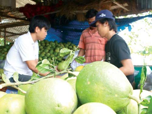 Cận Tết, trái cây sốt giá - 1