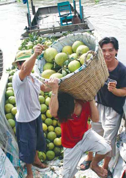 Cận Tết, trái cây sốt giá - 2