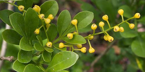 Công dụng chữa bệnh của các loài hoa (P1) - 5