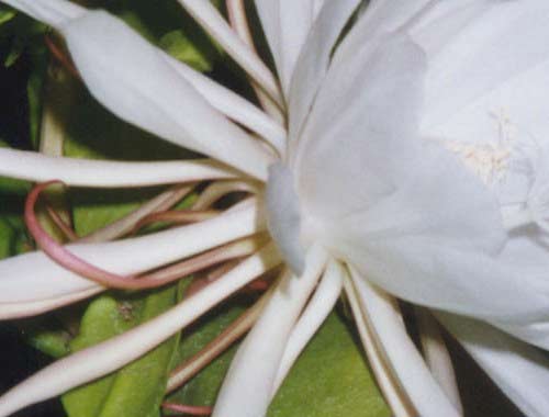 Công dụng chữa bệnh của các loài hoa (P1) - 8