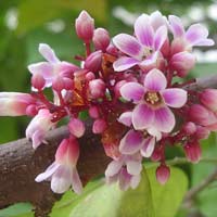 Sức khỏe đời sống - Công dụng chữa bệnh của các loài hoa (P1)