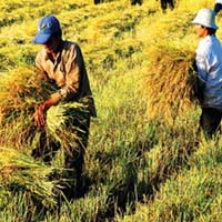 Thị trường - Tiêu dùng - Giá lúa gạo vẫn chịu áp lực giảm