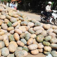 Thị trường - Tiêu dùng - Tồn đọng hàng ngàn tấn bí đỏ