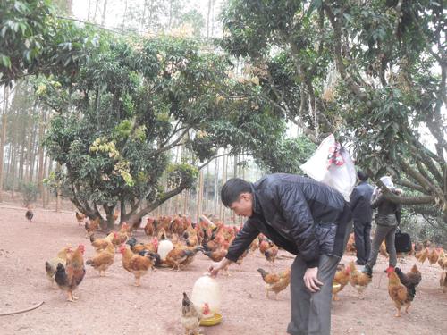 Tết này, người Hà Nội ăn gà đắt gấp đôi? - 2