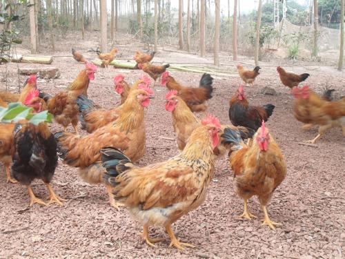 Tết này, người Hà Nội ăn gà đắt gấp đôi? - 3